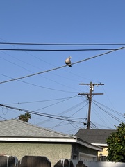 Streptopelia decaocto