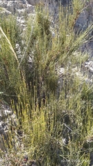 Ephedra americana