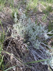 Artemisia tripartita