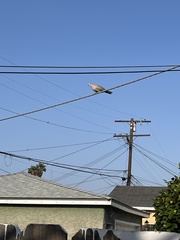 Streptopelia decaocto