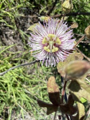 Passiflora santiagana