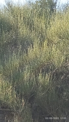 Ephedra americana