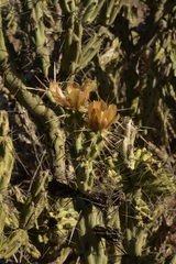 Cylindropuntia calmalliana