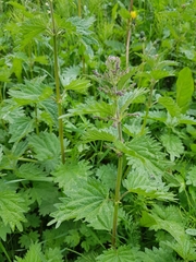 Urtica dioica