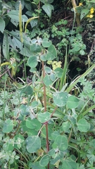 Colignonia