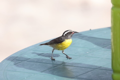 Coereba flaveola bartholemica