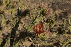 Cylindropuntia calmalliana
