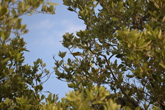 Setophaga petechia bryanti