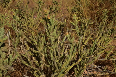 Cylindropuntia calmalliana