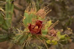 Cylindropuntia calmalliana