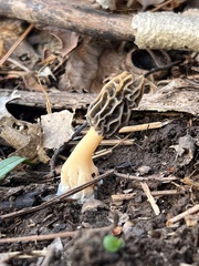 Morchella diminutiva