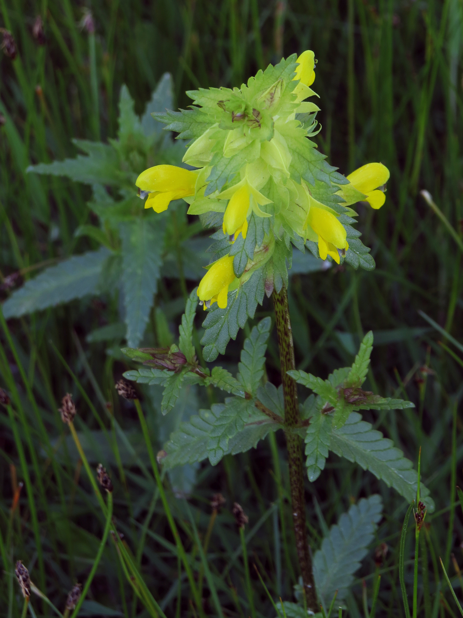 Rhinanthus serotinus