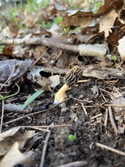 Morchella diminutiva