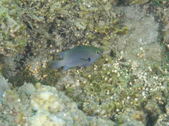 Plectroglyphidodon obreptus