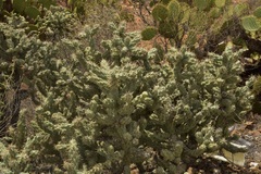 Cylindropuntia cholla