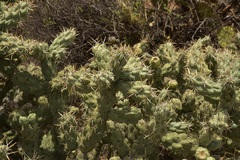 Cylindropuntia cholla