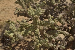 Cylindropuntia cholla