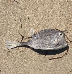 Acanthostracion quadricornis