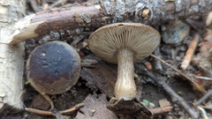 Melanoleuca angelesiana