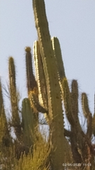 Trichocereus bridgesii