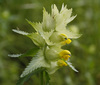 Greater Yellow Rattle - Photo (c) raz1940 et Charlotte, some rights reserved (CC BY-NC)