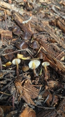 Mycena nivicola