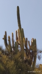 Trichocereus bridgesii