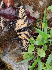 Papilio alexiares garcia