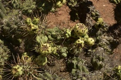 Cylindropuntia cholla