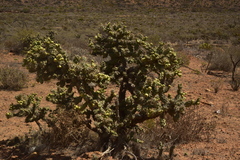 Cylindropuntia cholla