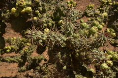 Cylindropuntia cholla