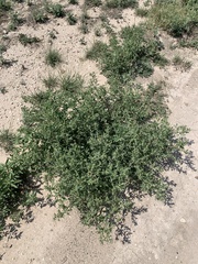 Atriplex pentandra