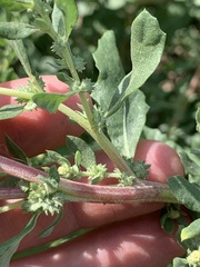 Atriplex pentandra