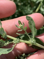 Atriplex pentandra
