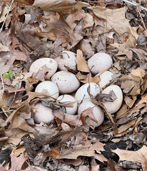 Meleagris gallopavo silvestris