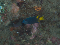 Pomacentrus philippinus