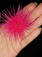 Calliandra dysantha