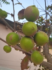 Melicoccus oliviformis