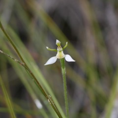 Eriochilus collinus collinus