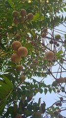 Melicoccus oliviformis