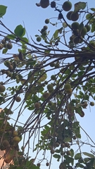 Melicoccus oliviformis