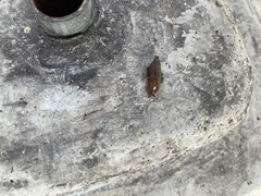 Ambigolimax valentianus