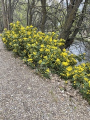 Euphorbia epithymoides
