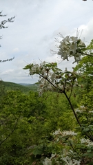 Rhododendron alabamense