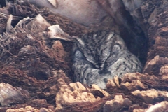 Megascops kennicottii