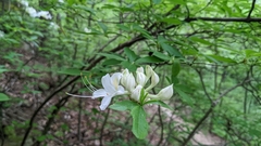 Rhododendron alabamense