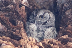 Megascops kennicottii