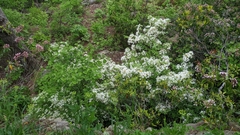 Rhododendron alabamense