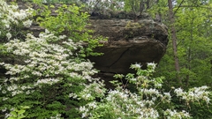 Rhododendron alabamense