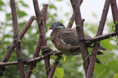 Columba palumbus